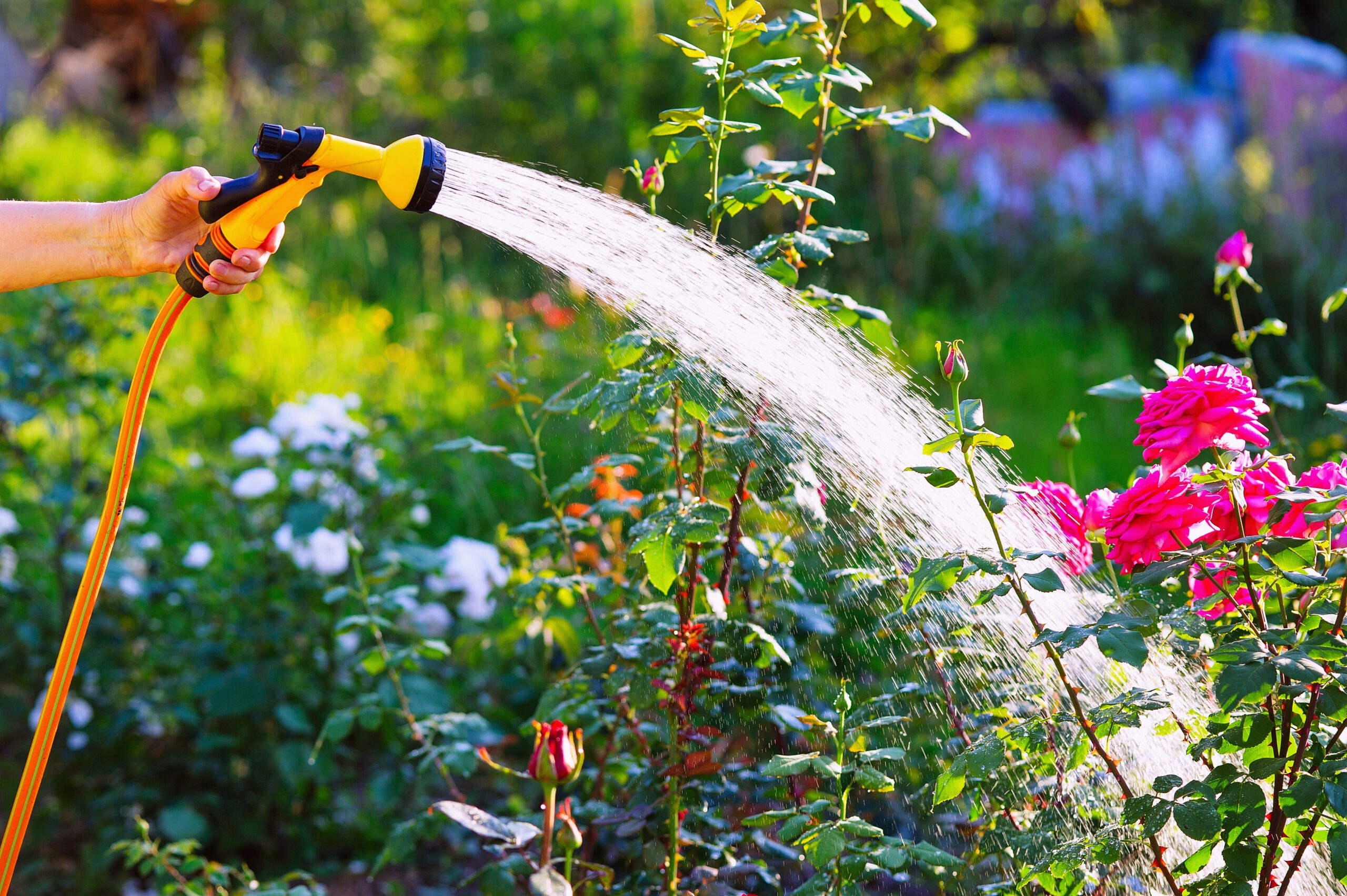 Person watering a flower garden with a hose